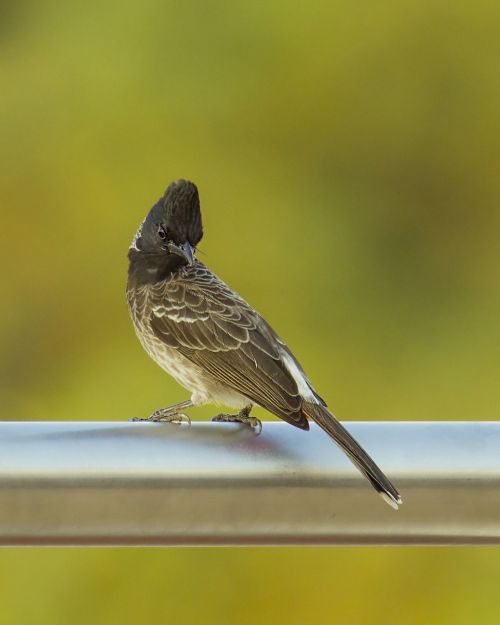 bulbul red vented