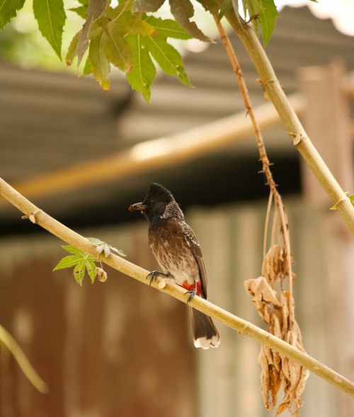 bulbul bird animal