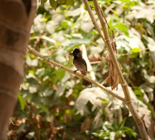 bulbul redvented perched