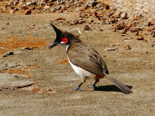 bulbul red-whiskered bird