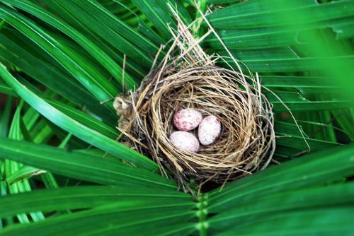 Bulbul&#039;s Nest And Eggs
