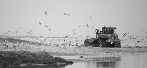 bulldozer gulls natural