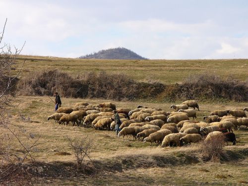 bulgaria mountain sheep