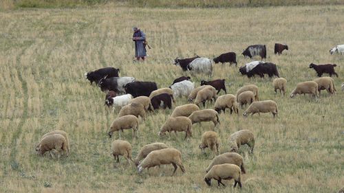 bulgaria pirin herd