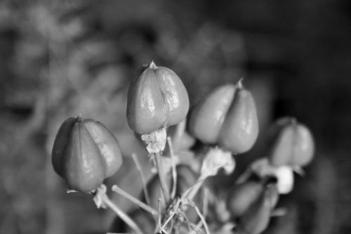 Bulky Seeds In B&amp;w