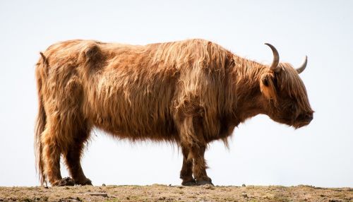 highlander bull ox