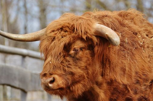 bull beef horns