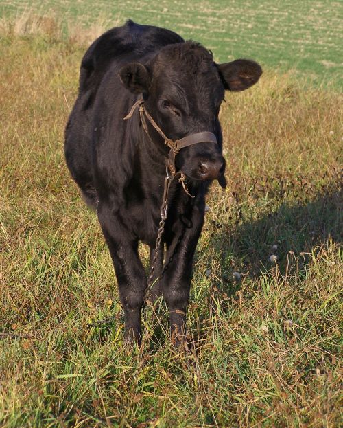 bull young calf