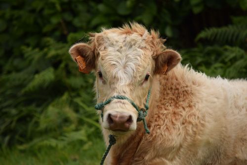 bull cattle animal