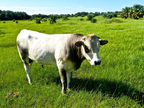 bull pasture grass