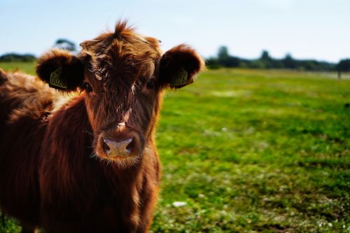 bull calf heifer