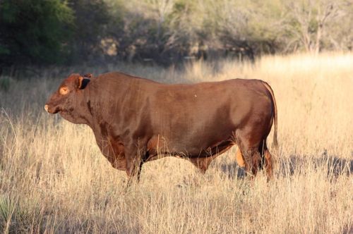 bull brown pasture