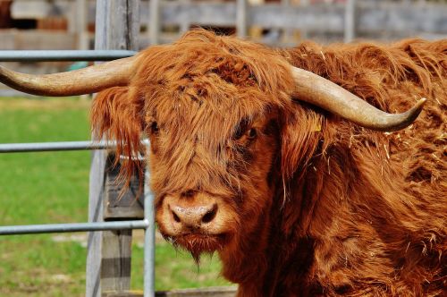 bull beef horns