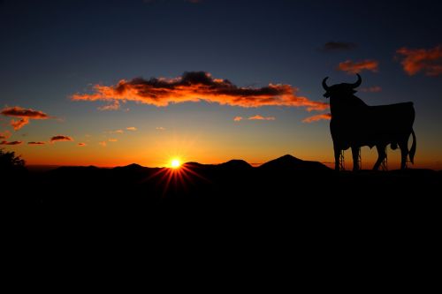 bull spain sunset
