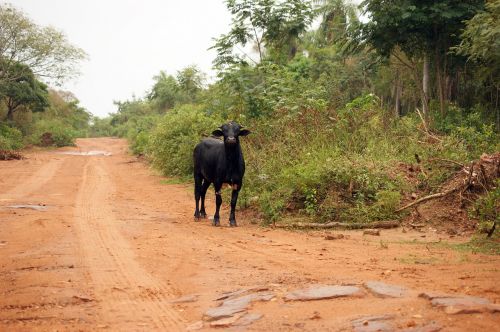 bull road jungle