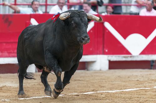 bull arenas beaucaire
