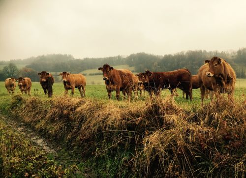 bull nature grass