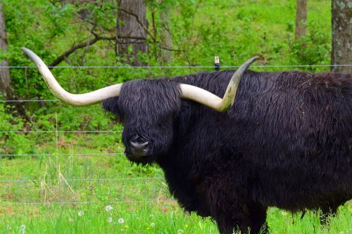 bull horns angus