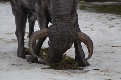 bull angry horns