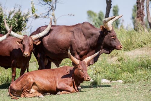 bull animal cows