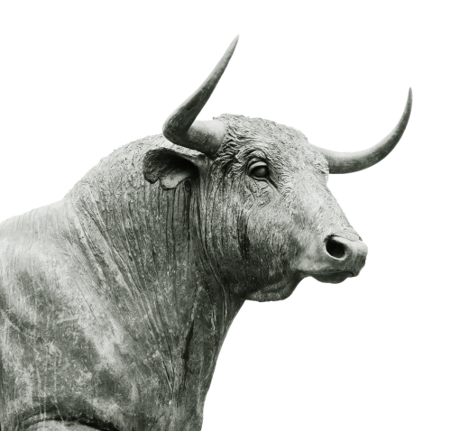 bull horns livestock