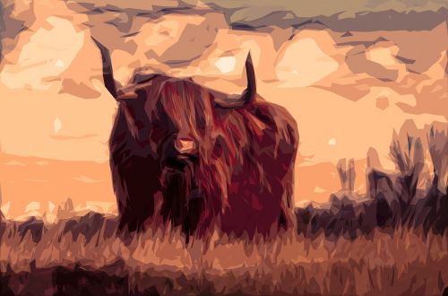 bull cattle animal
