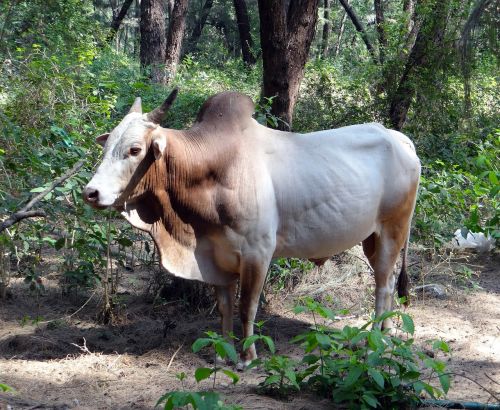 bull bovine animal