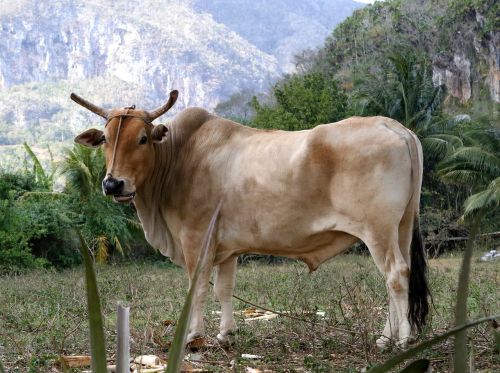 bull viñales valley cuba horns