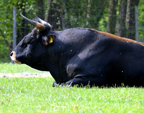bull horns beef