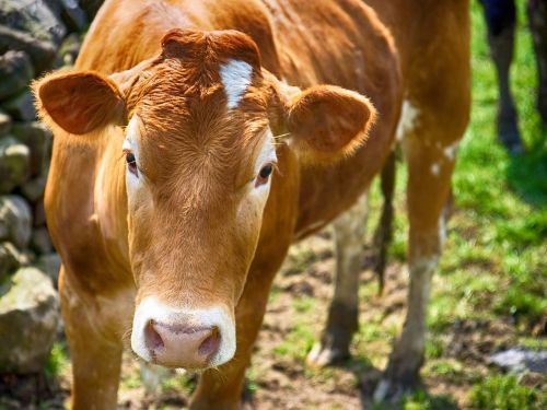 bull cattle cow