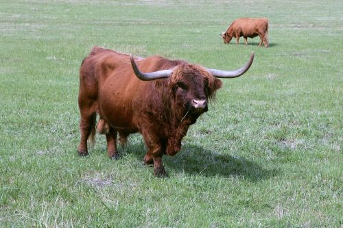 bull cattle scottish highland cattle
