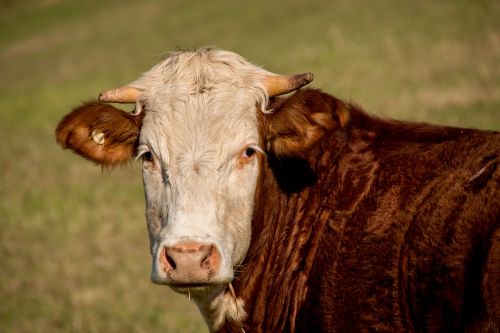bull cattle stock