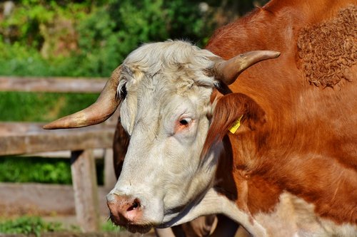 bull  beef  ruminant