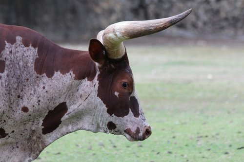 bull  of watusi  animals