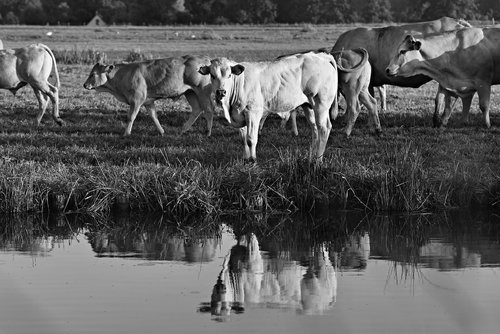 bull  cow  cattle