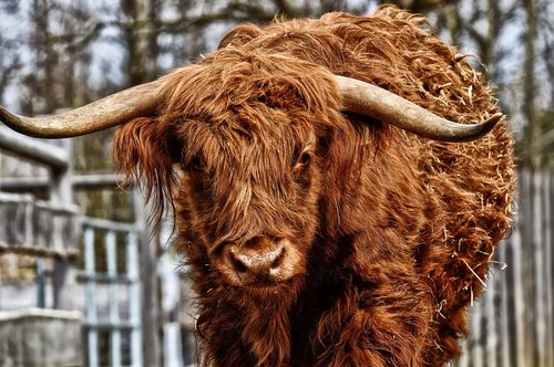 bull  beef  horns