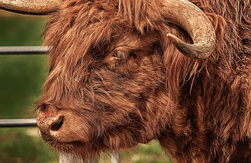 bull  beef  horns