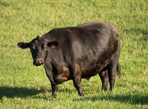 bull  cattle  stock