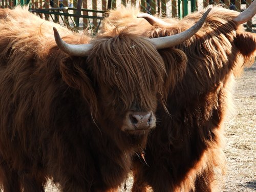 bull  highland  cow