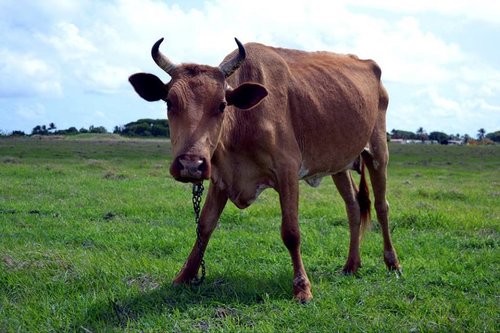 bull  livestock  cattle