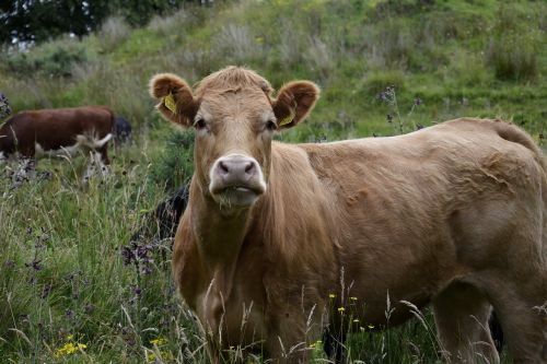 bull view pasture