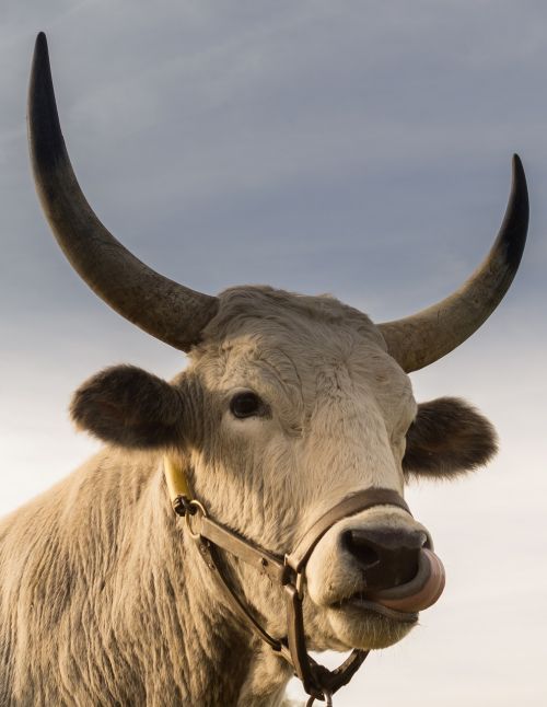 bull horns nose