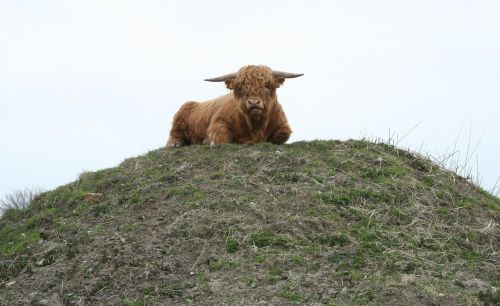 bull highland cattle cattle