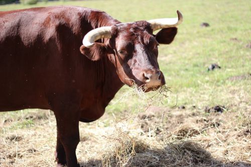 bull animal grass