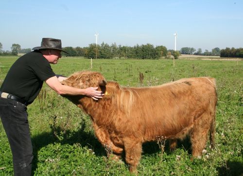 bull scottish highland cattle love