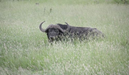 bull africa wild