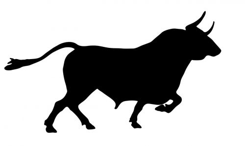 bull animal cow
