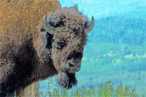 bull bison  bison  buffalo