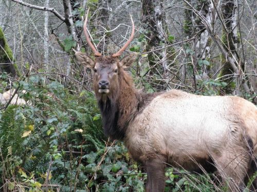 Bull Elk