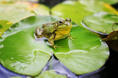 bull frog green pond